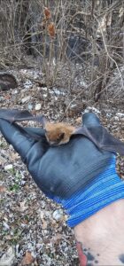 Animal Removal Fayette